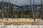 Dead Trees In Yellowstone Stock Photo