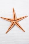 Starfish On White Stock Photo