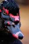 Muscovy Black Duck Stock Photo