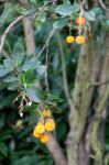 Strawberry Tree Stock Photo