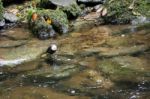 White-throated Dipper Stock Photo