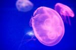 Moon Jellyfish Stock Photo