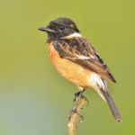 Stonechat Bird Stock Photo