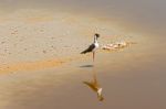 Black Necked Stilt In The Galapagos Stock Photo