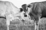 Country Cows Stock Photo