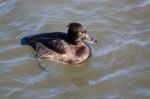 Tufted Duck (aythya Fuligula) Stock Photo