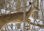 Beautiful Isolated Picture With A Wild Deer Jumping In The Snowy Forest Stock Photo