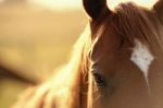 Horse In The Countryside Stock Photo