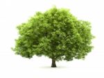 Tree Isolated Stock Photo