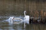 Family Of Swans Stock Photo