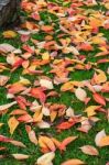 Bird Cherry (prunus Padus) Tree Leaves In Autumn In East Grinste Stock Photo