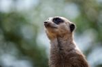 Meerkat Or Suricate (suricata Suricatta) Stock Photo