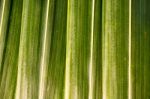 Coconut Leaves Beautiful Green Stock Photo