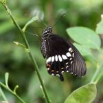 Papilionidae Butterfly Stock Photo