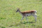 Fallow Deer (dama Dama) Stock Photo