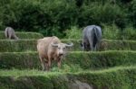 Albino Buffalo In A Field Looking At The Photographer Stock Photo