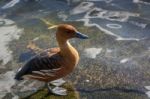 Fulvous Whistling Duck (dendrocygna Bicolor) Stock Photo