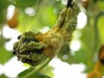 Ornamental Gourd Stock Photo