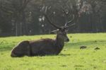 Stag With Antlers Lying Down Stock Photo