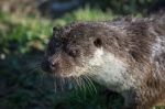 Otter At The British Wildlife Centre Stock Photo