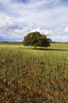 Wheat Field With Lonely Tree Stock Photo