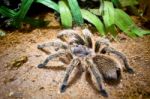 Tarantula Large Spider Stock Photo