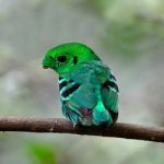 Male Green Broadbill Stock Photo