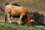 Cows Eating The Grass Stock Photo