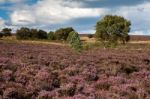 Field Of Heather Near Scarborough North Yorkshire Stock Photo