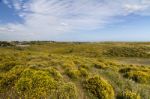 Algarve Countryside Hills With Yellow Bushes In Spring Stock Photo