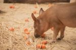 Piglet On The Farm Stock Photo