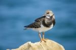 Coastal Ruddy Turnstone Bird Stock Photo