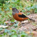 Chestnut Thrush Bird Stock Photo