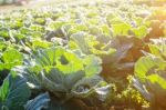 Cabbage With Sunlight In The Morning Stock Photo