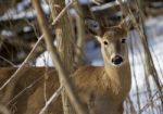 Beautiful Photo Of The Very Cute Wild Deer Stock Photo