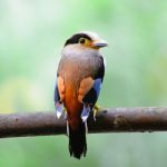 Female Silver-breasted Broadbill Stock Photo