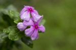 Catharanthus Roseus Flower Stock Photo