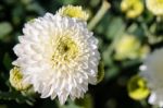 White Chrysanthemum Morifolium Flowers In Garden Stock Photo