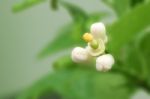 Lime Flower After Self Pollination And Young Fruit Stock Photo