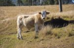 Cow In The Country Stock Photo