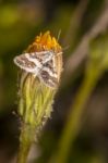 Hypotia Corticalis Moth Stock Photo