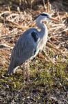 The Grey Heron Stock Photo