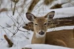 Beautiful Isolated Background With A Wild Deer In The Snowy Forest Stock Photo