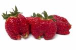 Fresh Strawberries Fruits Stock Photo