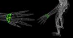 3d Rendered Illustration Of The Human Carpal Bones Stock Photo