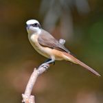 Brown Shrike Bird Stock Photo