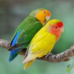 Lovebird Stock Photo