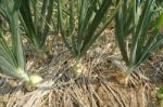 Onion Field Stock Photo