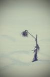 Solitary Thistle Stock Photo