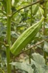 Okra Plant Stock Photo